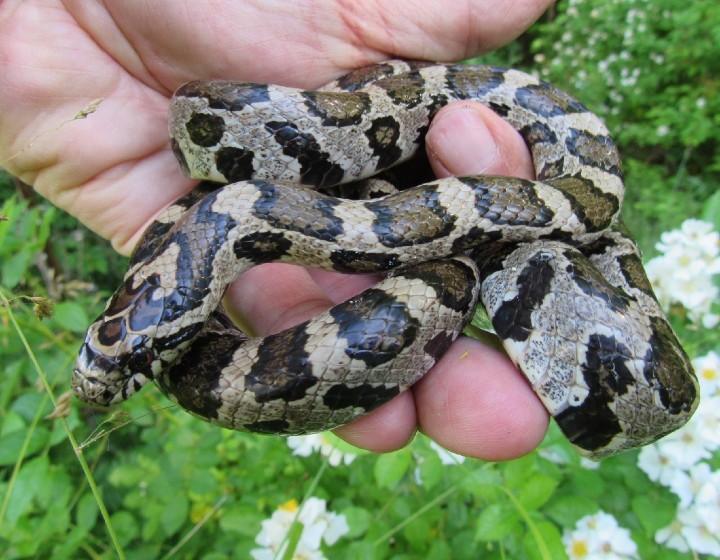 Eastern Milk Snake